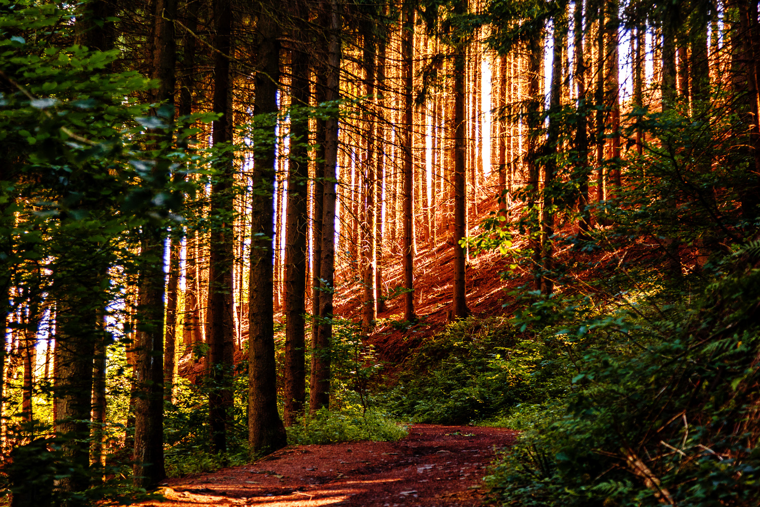 wald